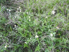 Bidens odorata