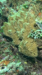 Porifera