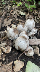 Coprinopsis atramentaria