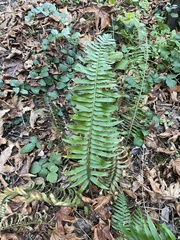 Polystichum munitum