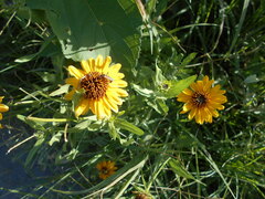 Helianthus laciniatus