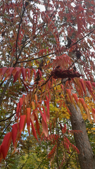 Rhus