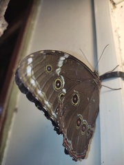 Morpho achilles