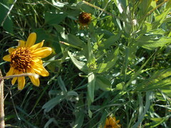 Helianthus laciniatus