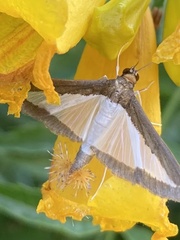 Diaphania hyalinata
