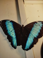 Morpho achilles