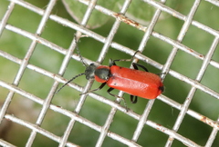 Anthocomus rufus