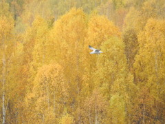 Chroicocephalus ridibundus