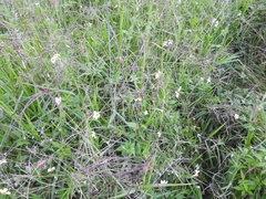 Bidens odorata