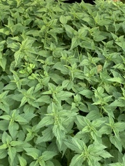 Urtica dioica dioica