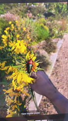 Stenaspis verticalis