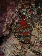 Scorpaena guttata