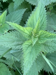 Urtica dioica dioica