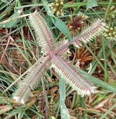 Dactyloctenium aegyptium