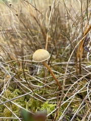 Agaricineae