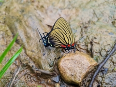 Atlides polybe