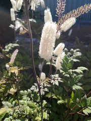 Actaea racemosa