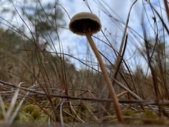 Agaricineae