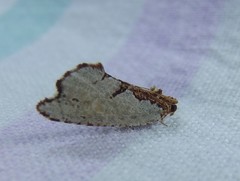 Glyphidoptera polymita