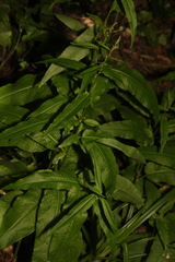 Rumex sanguineus