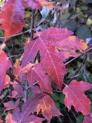 Acer ginnala