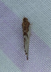 Glyphidoptera polymita