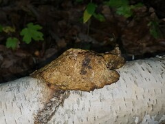 Coriolopsis gallica