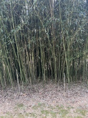 Phyllostachys aurea