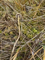 Agaricineae