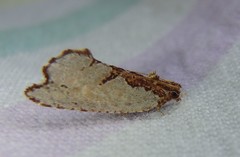 Glyphidoptera polymita