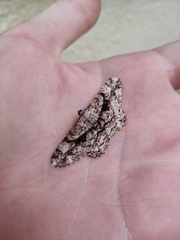 Peribatodes umbraria