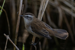 Acrocephalus melanopogon