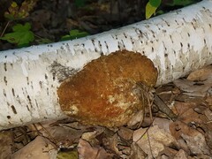 Coriolopsis gallica