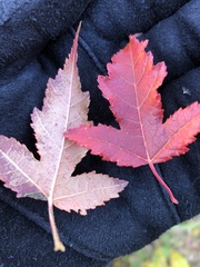 Acer ginnala
