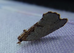 Glyphidoptera polymita