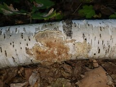 Coriolopsis gallica