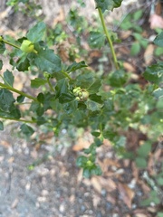 Rhopalomyia californica