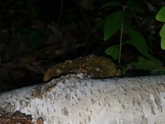 Coriolopsis gallica