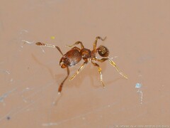 Pheidole dentigula