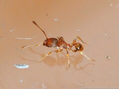 Pheidole dentigula