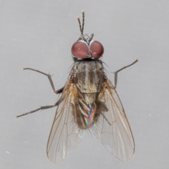 Muscoidea