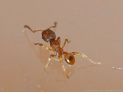 Pheidole dentigula