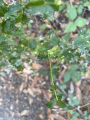 Rhopalomyia californica