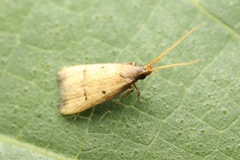 Lecithocera