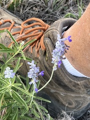 Salvia farinacea