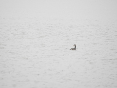 Podiceps cristatus