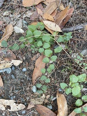 Clinopodium douglasii