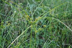 Cyperus entrerianus