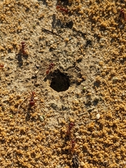 Pogonomyrmex badius