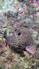 Ircinia retidermata